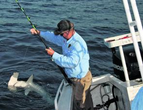 Hammerheads often grab baits meant for other species. They go well on the barbecue when small but make sure you take the right one.