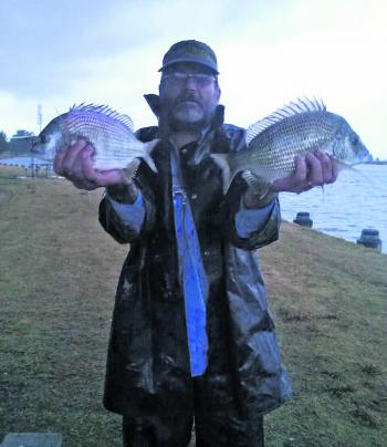 A couple of nice bream from Raymond Terrace. They are moving down from way up the top of the river and should be travelling during May.