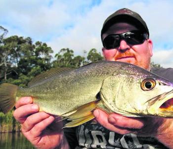 Small mulloway are a regular by-catch when fishing the lower reaches of the river.