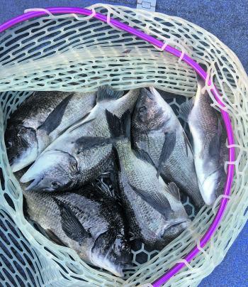 A great bag of bream from the top lake in Merimbula. It’s not known as a bream fishery, but when you find them it can be fantastic fishing.