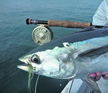 Tuna take flies readily. The trick is to get close enough for a shot at them.
