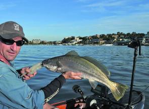 Harbour soapies — great fun on light gear.