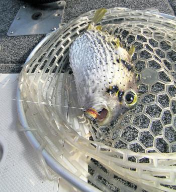 Not everything you catch is welcome aboard! This porcupine puffer took a fancy to a Cranka Crab.
