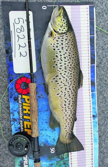 The author took this cracking 51cm brown trout on a Possum Emerger fly pattern from Lake Wendouree.