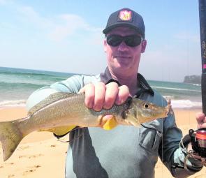 Whiting are making a lot of beach fishers happy.