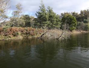 A typical bank and bream holding tree snag on the Scamander River.