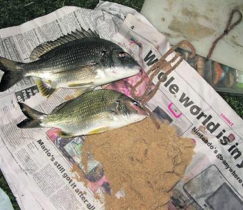 A couple of plate bream taken on live worms. These were taken off the shore at Stockton at night.