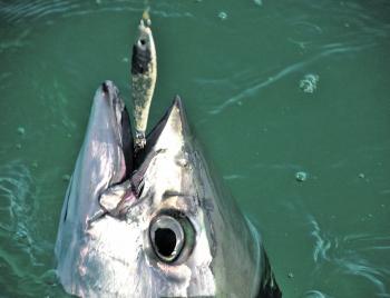 Think outside the square – some tuna take jigs.