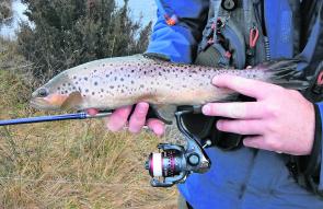 This small brown was picked up spin drifting the Eucumbene River at Denison campground. Weekdays are a better option when fishing the spawn run as angler numbers can be lower than on weekends – but not always!