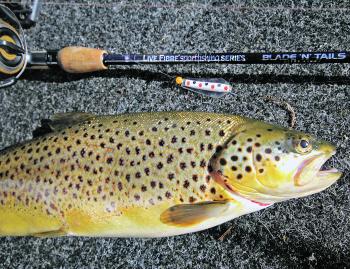 Trout will cannibalise at certain times of the year, and this is when trout coloured lures will work well.