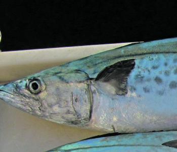 Spotties have small spots concentrated in a band along the fish’s length. School mackerel have fewer, larger, haphazard spots, which extend further down the fish’s belly.