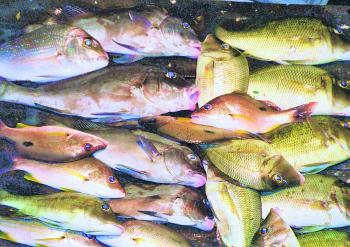 There are still plenty of opportunities to score a mixed bag or reef fish across the bay.