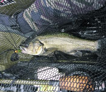 A bass in the net caught on a ZMan 2.5” Slim SwimZ.