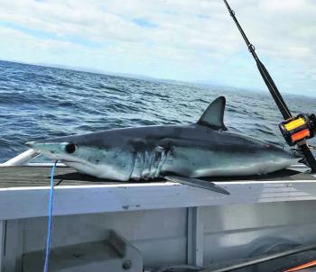 Ayden Bourke knocked this nice mako over with the Penn Squall.