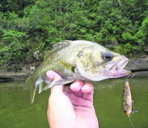 Get those surface lures out and hone your casting accuracy, the bass are looking up for a feed.
