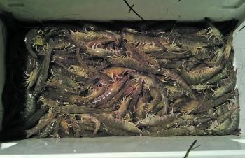 School prawns are on the move.