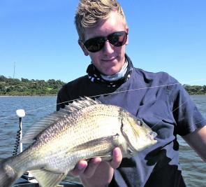 Yellowfin bream are available in all the local estuaries at present.