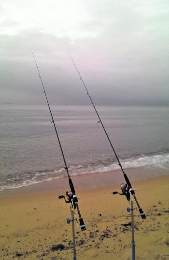 Fishing from the beaches and rocks has been very productive, especially evenings and after dark.