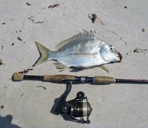 You don’t need beach gear to catch bream off the beach at Cronulla. This bream took a liking to a 6” Gulp Sandworm.