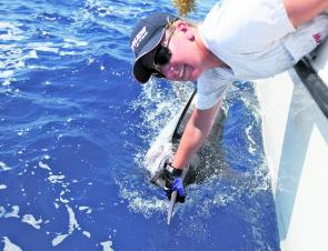 Kim swims a marlin beside the boat, readying it for release. Marlin are prime candidates for teasers.