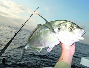 Trevally will become common place in the berley trails this month and don’t mind plastics either.
