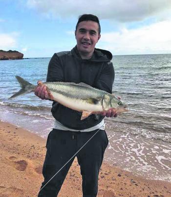 Some big salmon have been taken from the bay’s beaches recently. This 2kg+ fish was caught at Davey's Bay.