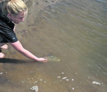 Kyla releasing a grunter, one of her first fish on soft plastics.