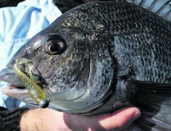 Squidgy wrigglers are still a favourite for many bream anglers.