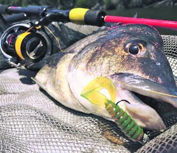 A great bream tricked with a soft plastic lure.