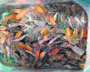 A tub of lively pink nippers, Bass yabbies or ‘one-armed bandits’, ready to be converted into a meal of succulent fresh fish!