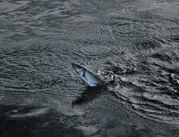 Check out this whiting chasing prawns at first light in the shallows!