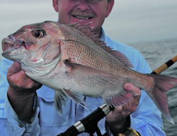 Smaller snapper like this should be pretty common over the reefs this month.
