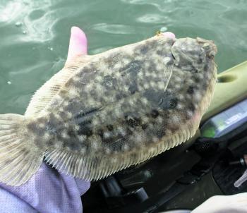 Flounder become more aggressive when the weather cools.