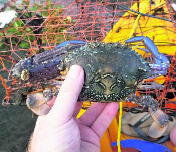 Only one claw, but this legal blue swimmer crab is still a keeper.