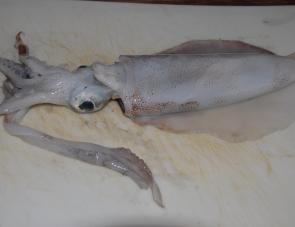 Wash your whole squid to remove any ink or slime off it. Dry with some kitchen paper. It is best to have chilled down your squid for a while before processing as this will make removal of the skin a lot easier.