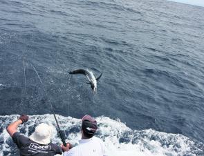 January is marlin time, so if you can, get out there and have a crack for one of these great battlers – whether that be a black, blue or striped.