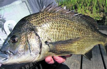 Big Glenelg bream can be found feeding along the edges during summer.