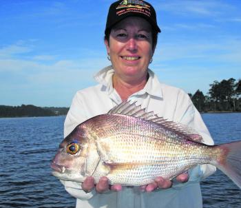 Decent estuary snapper are in solid numbers throughout Wagonga Inlet.