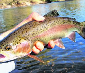 The trout season re-opens on 3 September. Time to break out the running water trout gear!