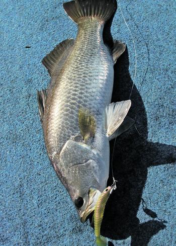 Paddle-tail soft plastics thrown into the white wash can be very effective on barramundi.