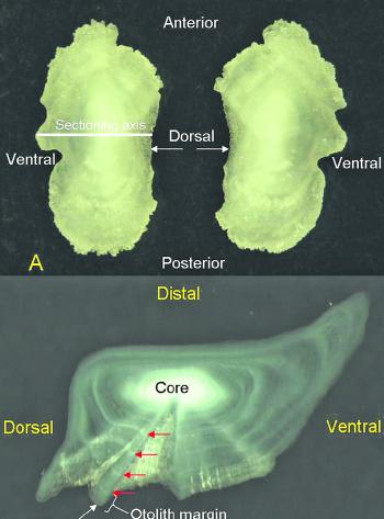 The otolith is the ear bone of a fish that is used to determine the fish’s age.