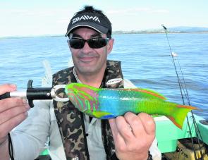 Pete with a brightly coloured wrasse. Such a pretty looking fish could almost be a lure!