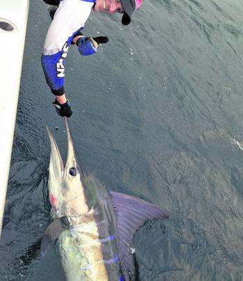 There will be a few striped marlin about this month and they are generally big ones.