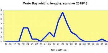 Angler catch data show the entry of two year-old whiting (25-31cm) to the fishery in Corio Bay, followed by one year olds (19-22cm).