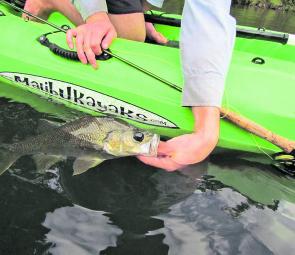 Don’t be afraid to fish from a kayak. Kayaking is a great way to explore new waters with the fly, particularly for bass. 