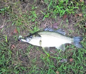 Allyn River bass 40cm that was caught by Scott Everitt from Gresford on a cicada lure at first light of day.