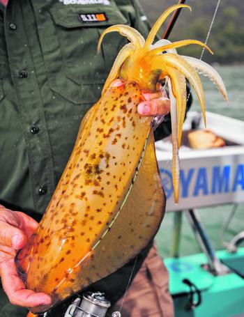 The southern calamari squid is highly prized by anglers and is capable of reaching a couple of kilos in weight.