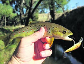 A small brown trout caught recently in a tiny tributary of the Ovens River. 