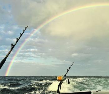 Marlin at the end of the rainbow? Not this year!