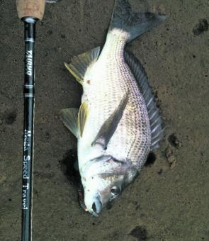 Marlo in East Gippsland in Victoria provided some great bream fishing. This fish fell to a Cranka suspending lure.